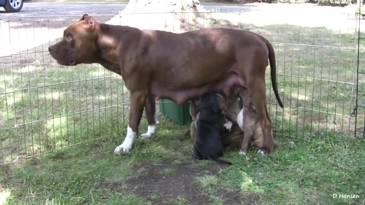 PitBull Snaps at Her Puppies