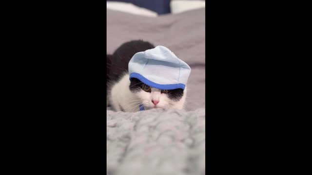 Baby Cats - Cute and Funny Cat Videos Compilation # | Aww Animals