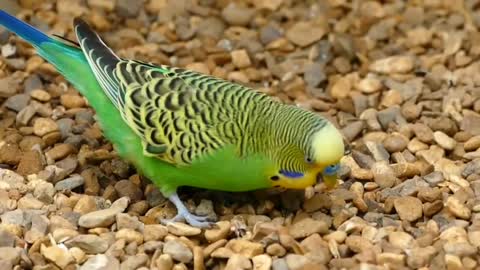 Parakeet