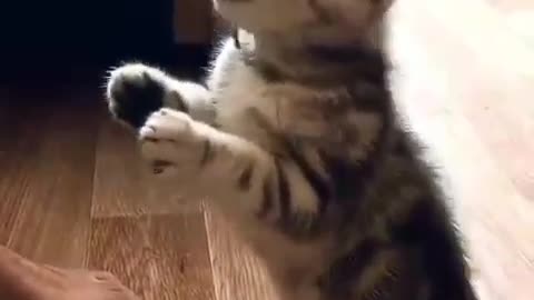 Very funny videos # 1 - Cute kitten