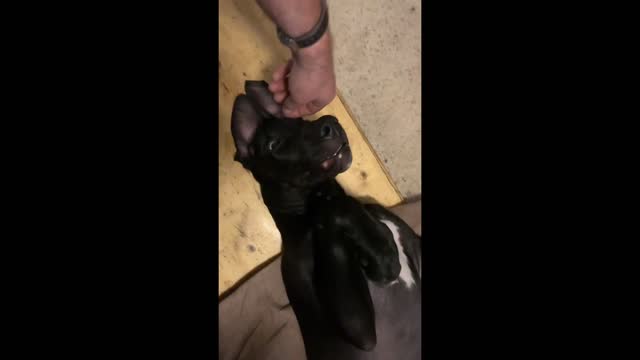 Super cute Great Dane Puppy making funny faces while on his back.