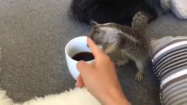 Must Watch!! Funny Squirrel is Hungry for Tea !!