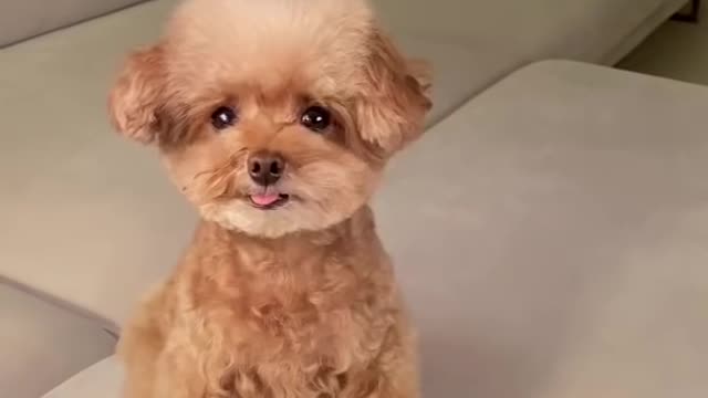 Cute Puppy Emoji Reaction On Our Face __ -