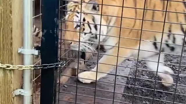 The chaos of trying to move a tiger sounds like this for a while