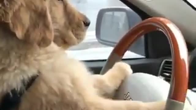 Cute Puppy likes steering hoo