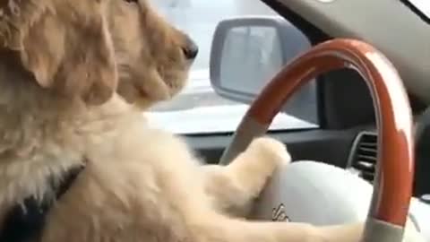 Cute Puppy likes steering hoo