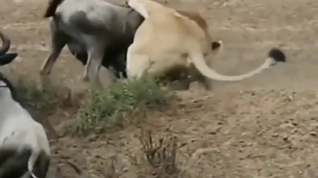 South Africa Forest Lion Hunting Weldabeast