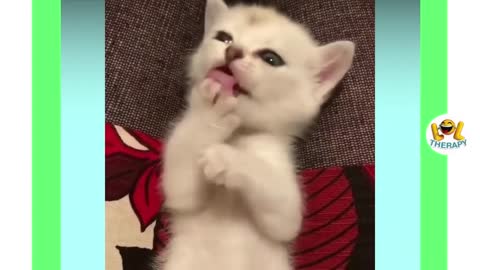 cute kittens compilation: