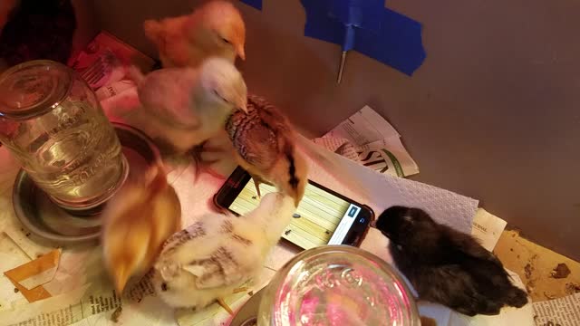 Chicks play bug smasher on smartphone 🐣🐤🐥🐞