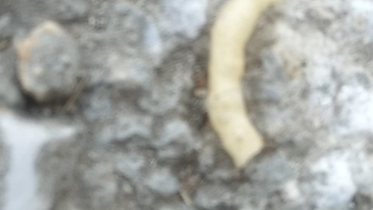 Unity is strength...Ants Hard work