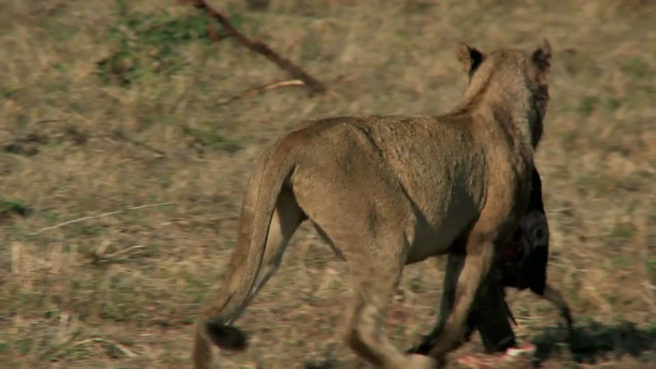 Pride Of Lions Eating 3