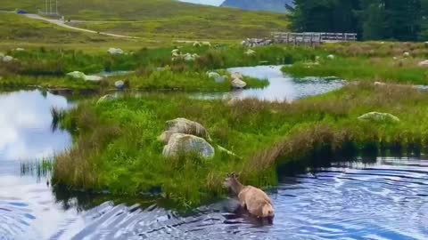 Scottish Highlands are Magical🏞💫