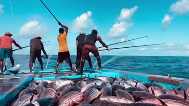 Pole And Line Fishing In Maldives