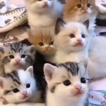 Cat video - Awesome cat video - baby cat video - cute cat video