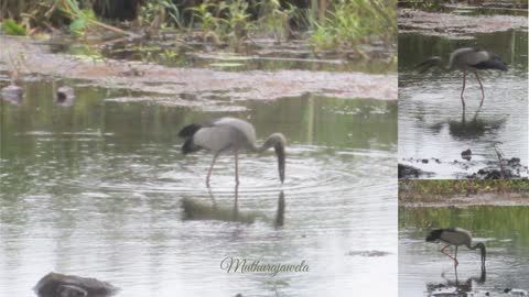 Bird - Asian Openbill