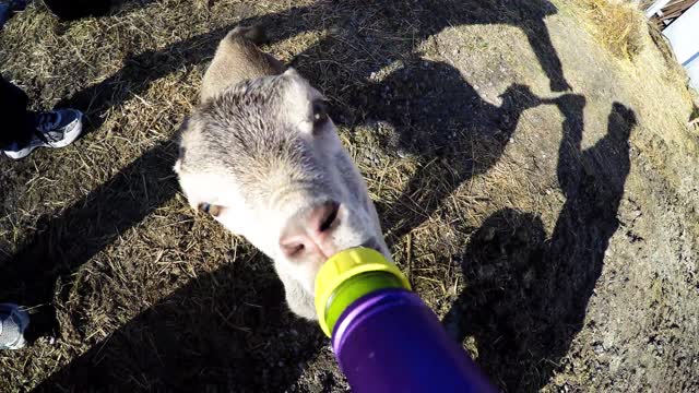 Violet, la cabra bebé, bebe adorablemente de la botella