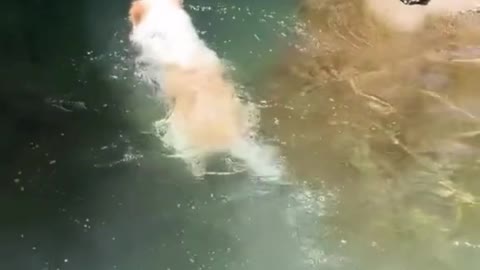 The dog is swimming