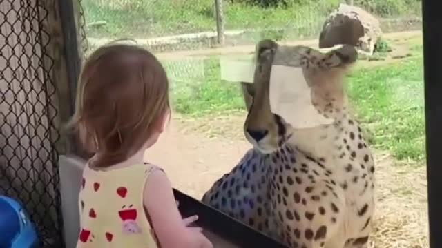 Baby girl looking by chital