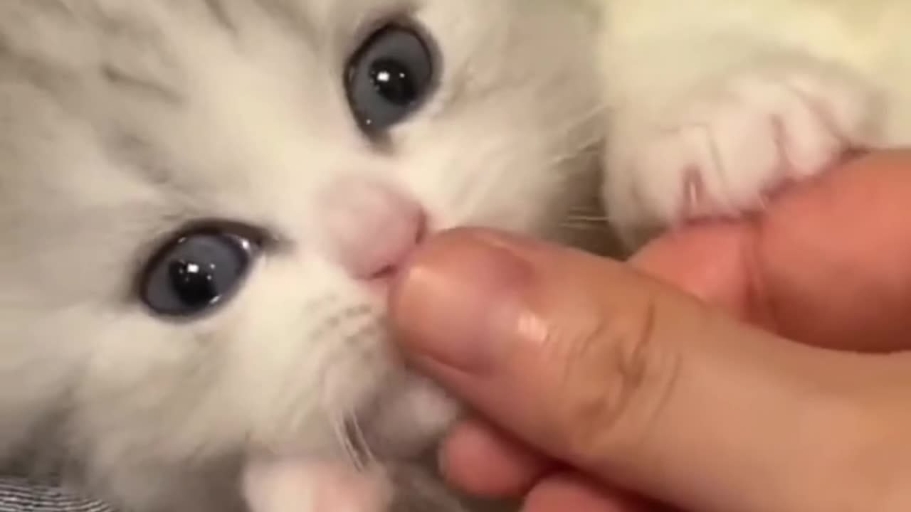 cute kitten