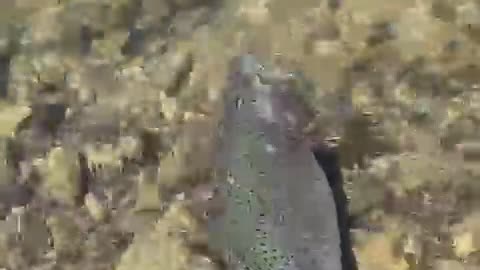 Releasing big Rainbow I caught on a midge fly