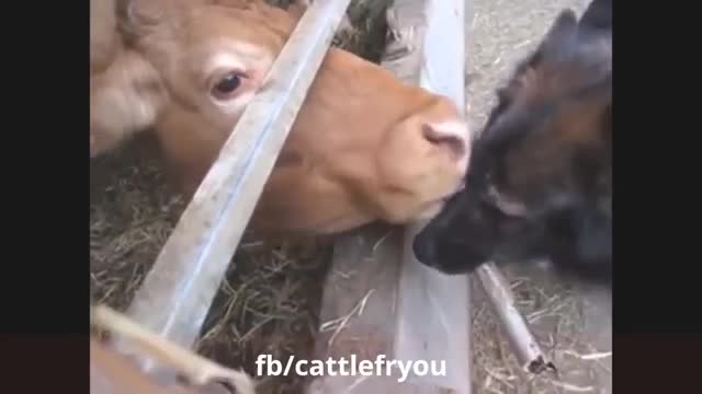 Wild Bull Goes Nuts