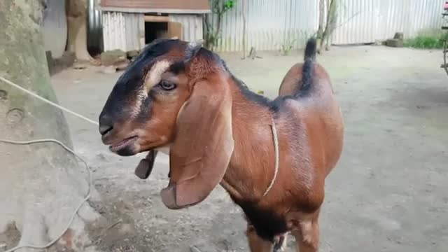 Desi bakri funny video