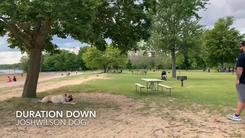 Presa Canario Thor Dog Training