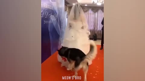 Aww So Funny | Cute Cats And Dogs 2022_#4 🐱🐶