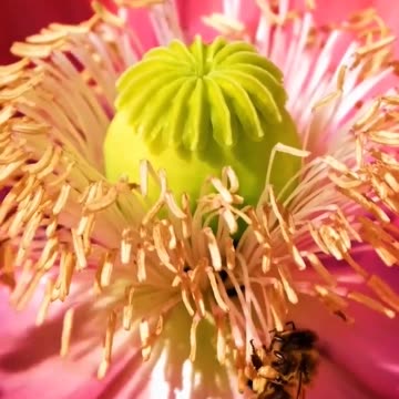 Insects flies and worms #relaxing #nature #shorts