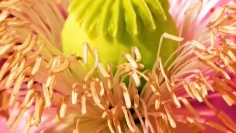 Insects flies and worms #relaxing #nature #shorts