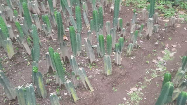 time to plant cactus tree