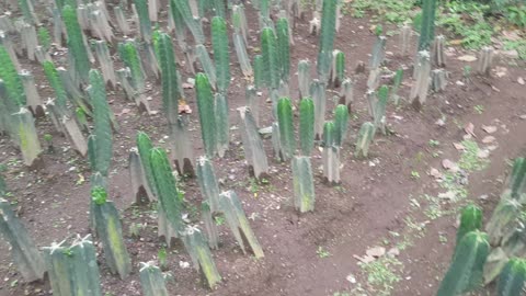 time to plant cactus tree