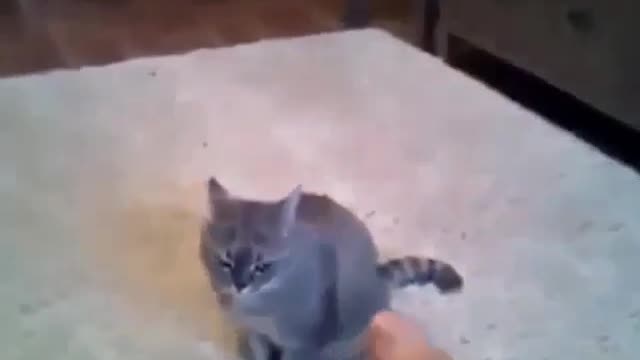 Funny and Cute Cats Videos #186