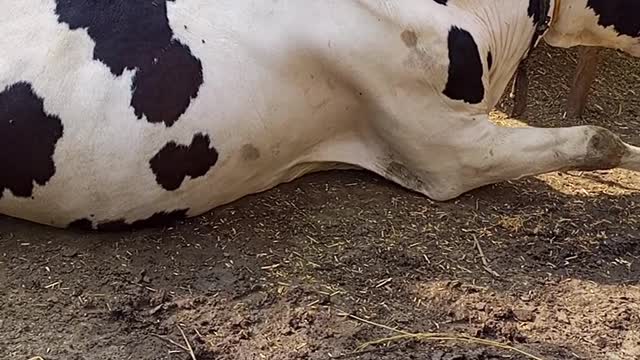 Cow, funny cows, beautiful cows, cow video, cow funny videos