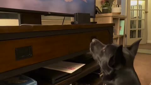 Emotional dog