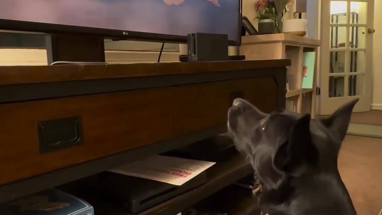 Emotional dog