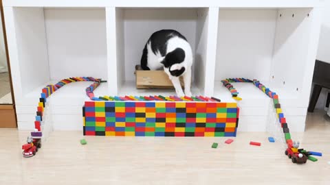 Cats and Domino