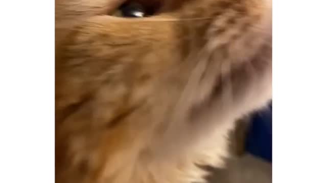 funniest & cutest cat videos 2021