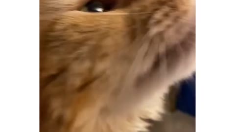 funniest & cutest cat videos 2021