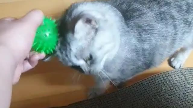 play with cat toy