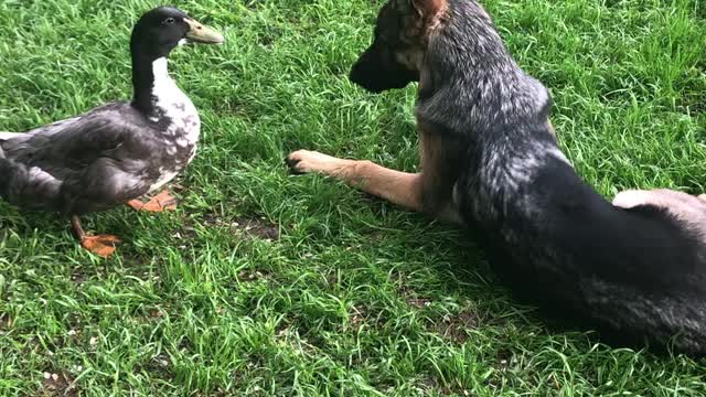 German shepherd’s best friend- Archie and Ava