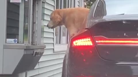 Golden Retriever At The Drive-Thru