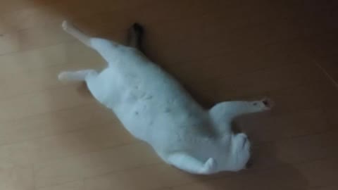 a cat turned upside down