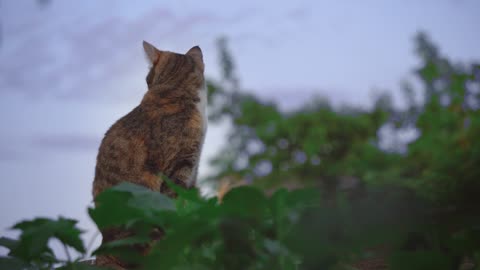 Cat Looking Around from Above