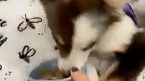 Funny Dog and Cat Videos