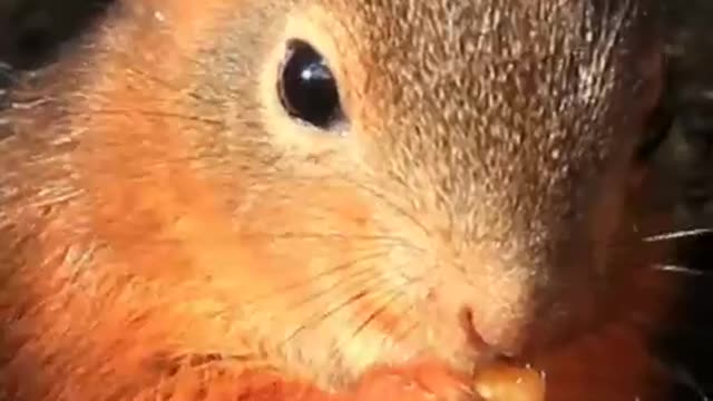 A squirrel is a beautiful creature, gentle, well-behaved, and pleasant