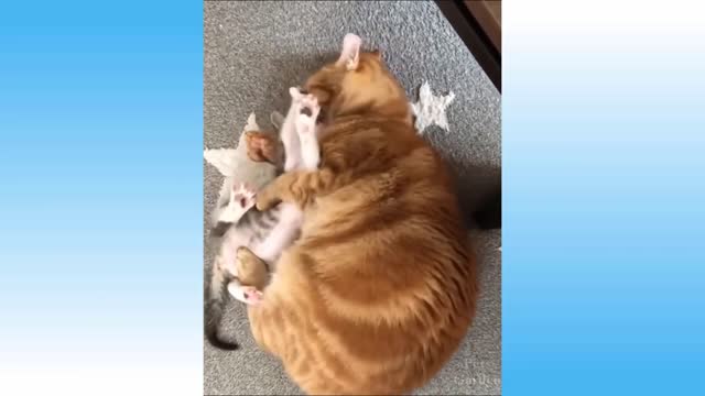 🤣 Funniest 🐶 Dogs and 😻 Cats - Awesome Funny Pet Animals Videos 😇