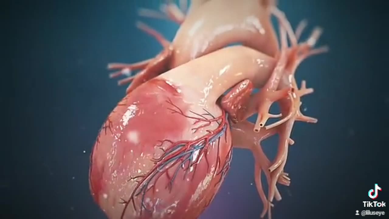 Human_Heart_Anatomy_(3D_Medical_Animation)(360p)