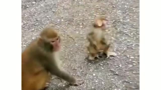 Animal funny complation, watch and try not to laugh