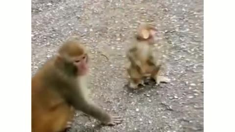 Animal funny complation, watch and try not to laugh